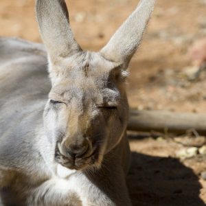 Kangaroo napping in the sun