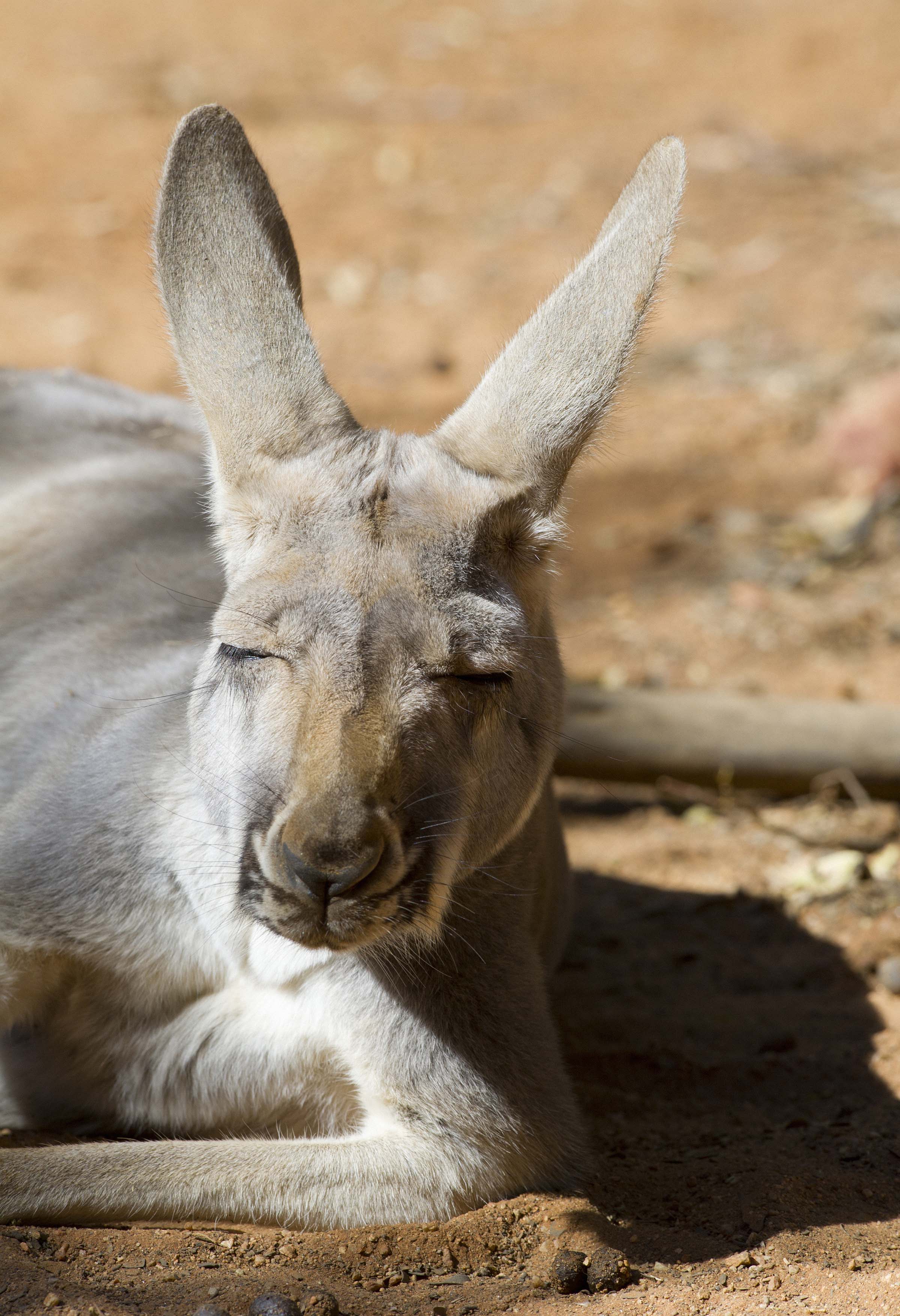 Kangaroo napping in the sun