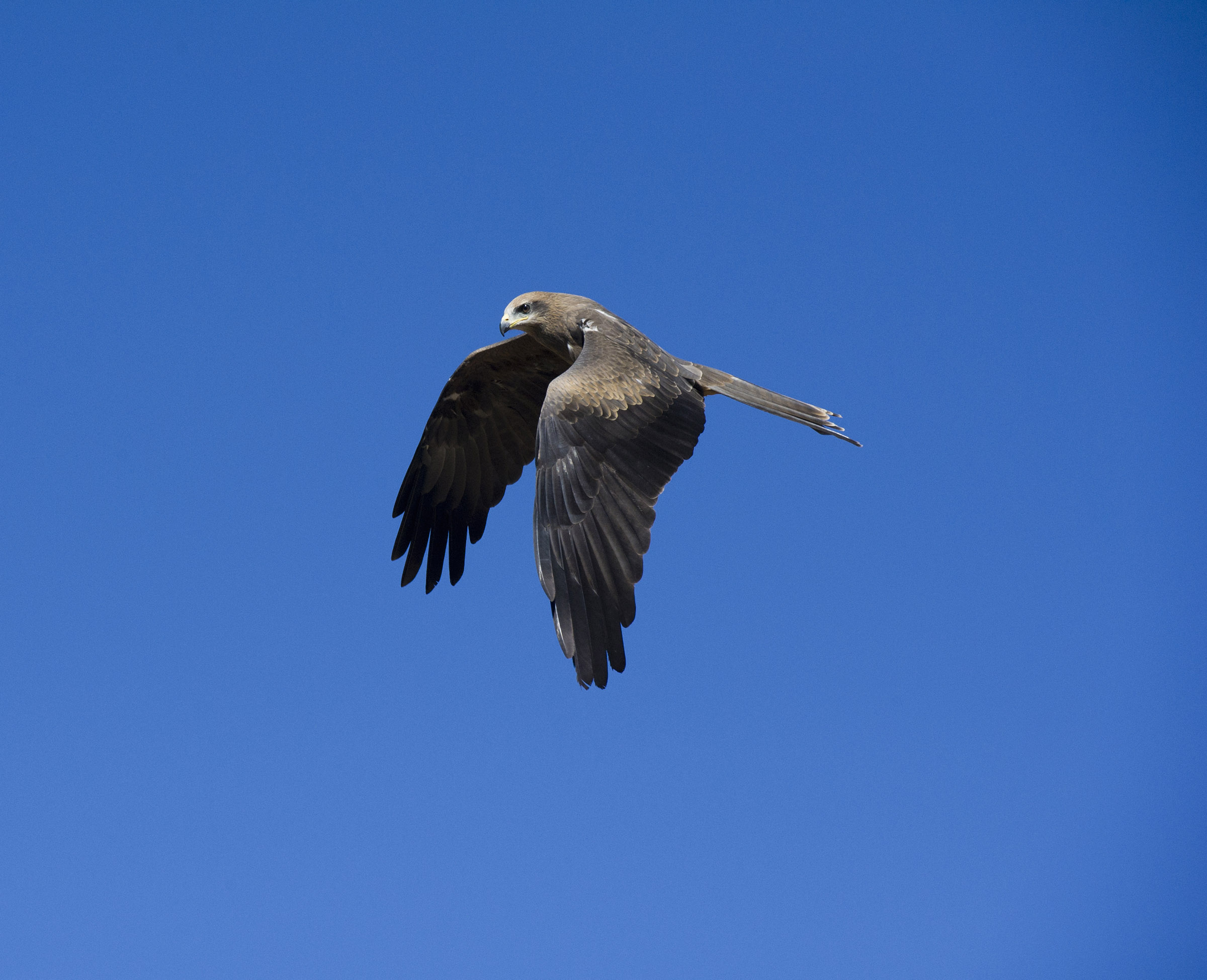 Flying Australian Kite ( Bird)