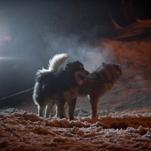 Dogs in the snow at night.