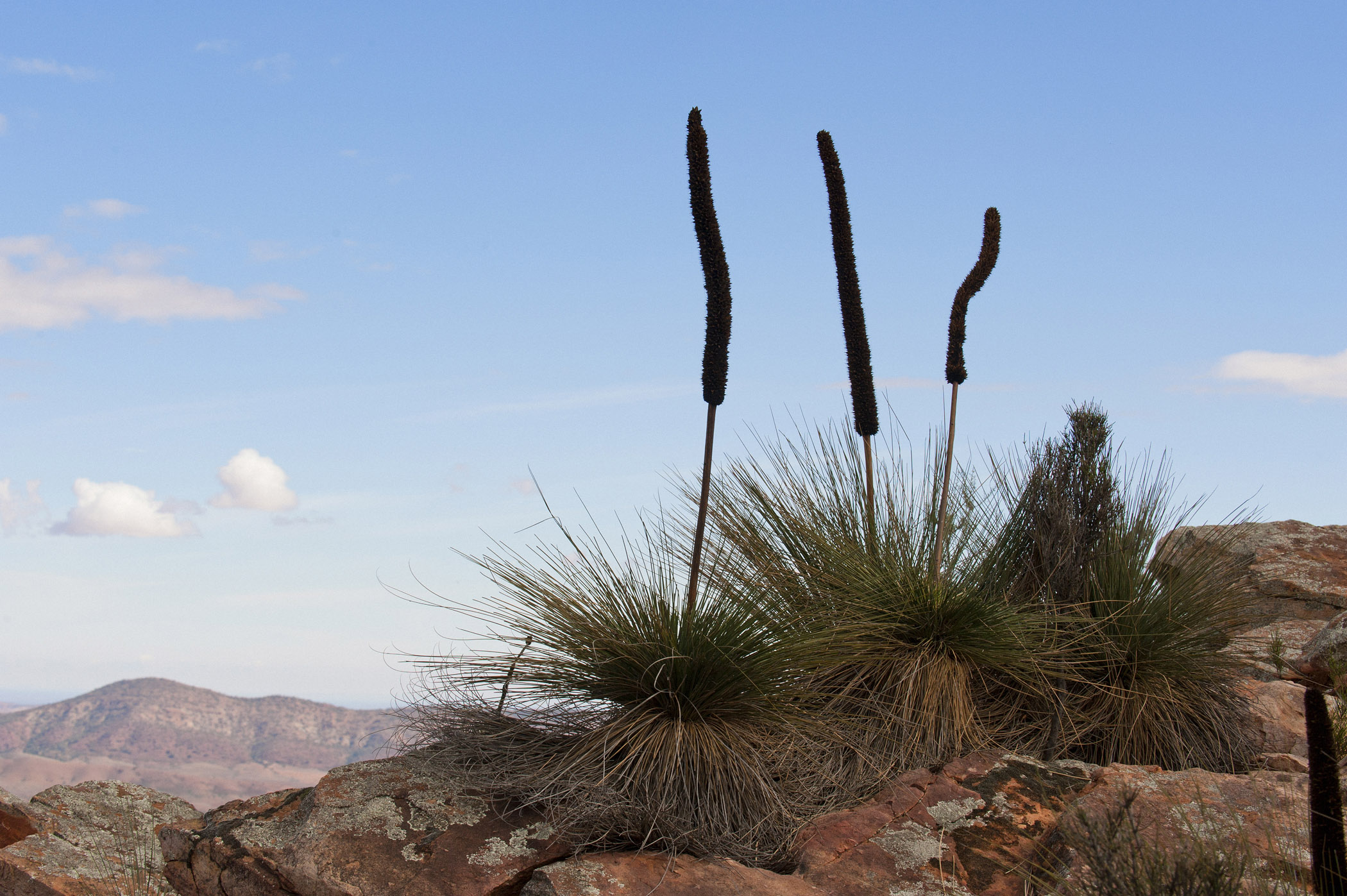 View of Distant hills in the Flinders Ranges