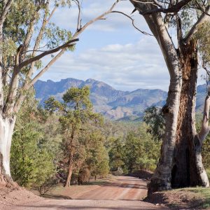 Two Gum Trees Highlight the beauty of the Flinders Ranges, South Australaia